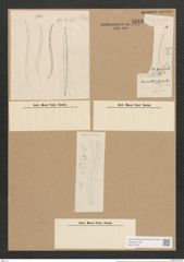 Nitzschia fasciculata Grun. (de-Toni-Nr.: Genus 47, Species 2102) Zeichnungen Sammlung Grunow Nr. 4202 (NHMW-BOT-W0372122)